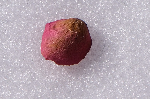 aged roses and snow 7