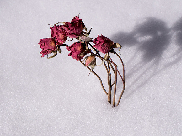 aged roses and snow 2