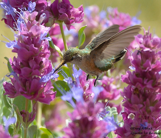 hummingbird and purple sage 4