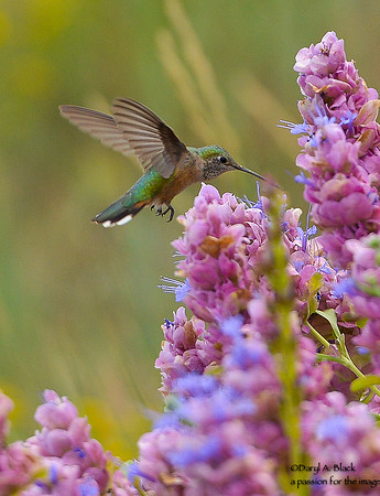 hummingbird and purple sage 3