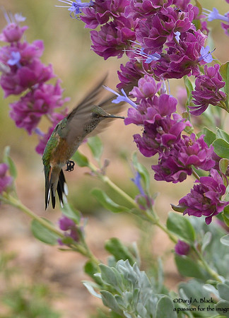 hummingbird and purple sage 2