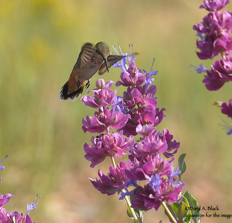 hummingbird and purple sage 6