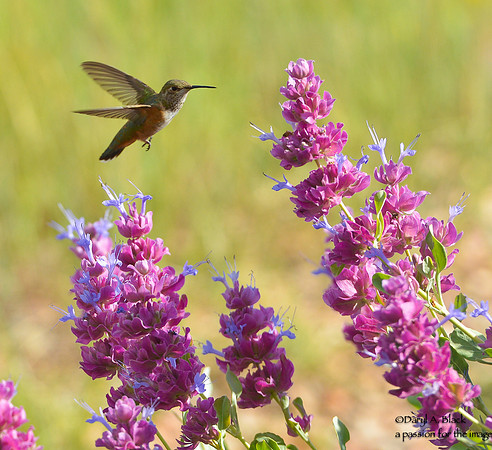 hummingbird and purple sage 7