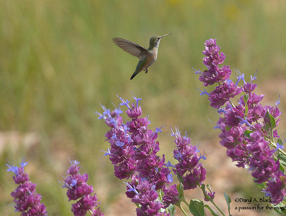 hummingbird and purple sage 1