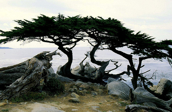 Monterey Cypress silouhuette