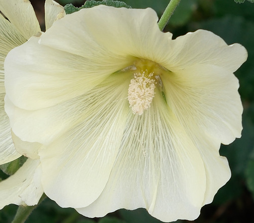 hollyhock, late fall