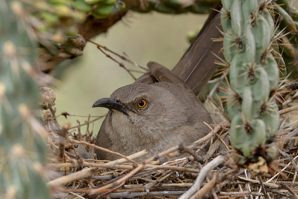 Birds - curve billed thrasher 4