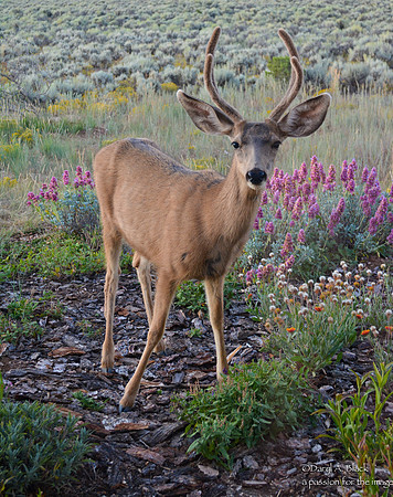 Nature - animals - mule deer bucks 2019-3