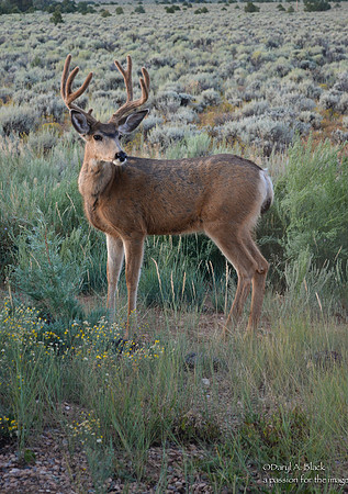 Nature - animals - mule deer bucks 2019-6