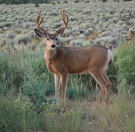 Nature - animals - mule deer bucks 2019 7