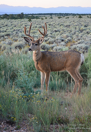 Nature - animals - mule deer bucks 2019-8