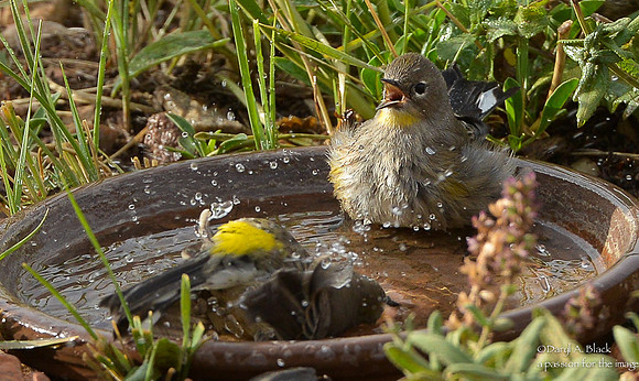 Yellow rumped warblers in bird bath (1st year and mature # 2)