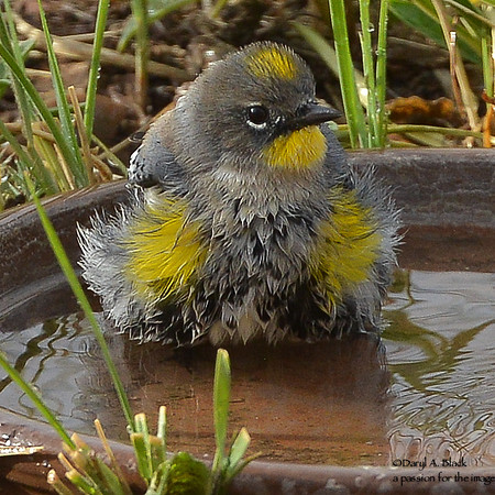 Yellow rumped warbler in bath_
