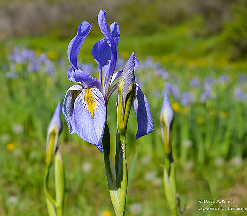 Wild iris - periwinkle