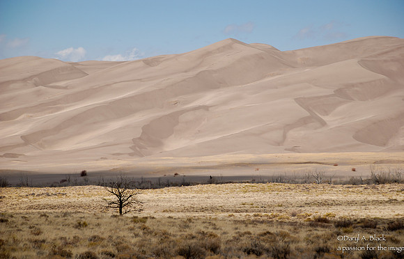Great Sand Dunes with tree
