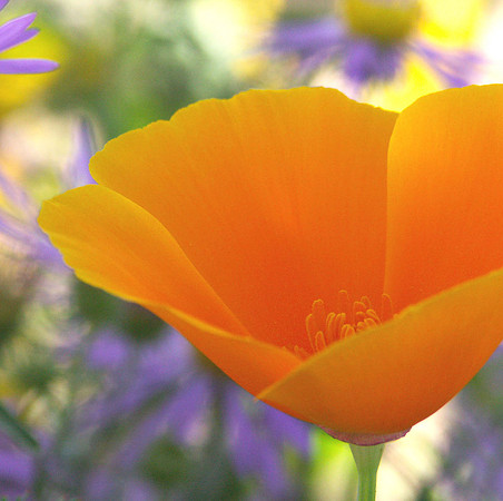 California poppy and purple asters