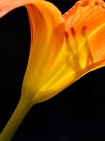 Day lily (backlit)
