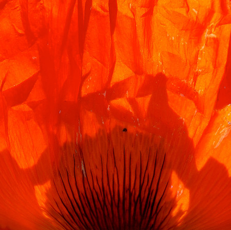 poppy detail