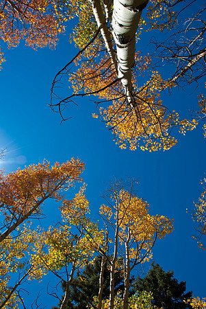 aspen autumn looking up