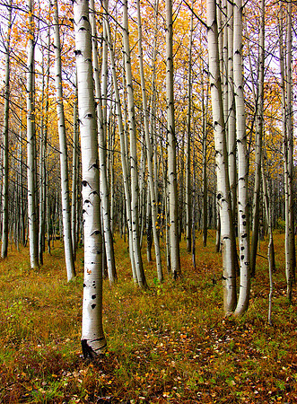 aspen rain shadows