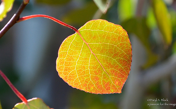 Nature - trees - aspen leaves 2 2019