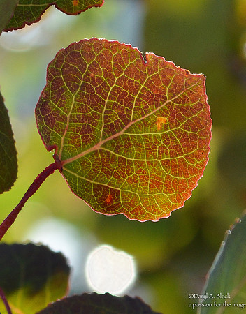 Nature - trees - aspen leaves 1 2019