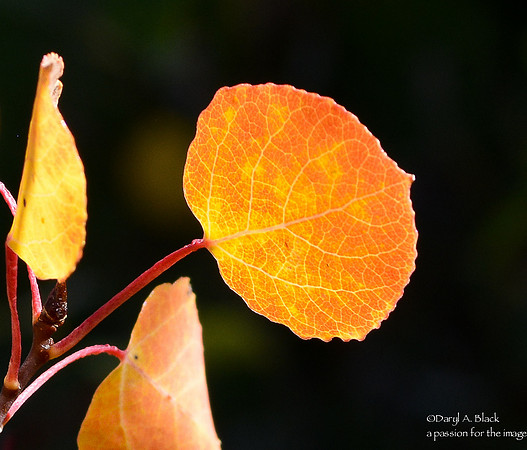 Still life - aspen leaves still against black
