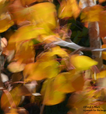 Still life - aspen leaves in wind 3