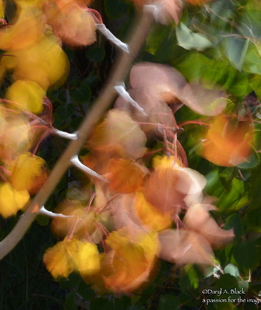 Still life - aspen leaves in wind 4