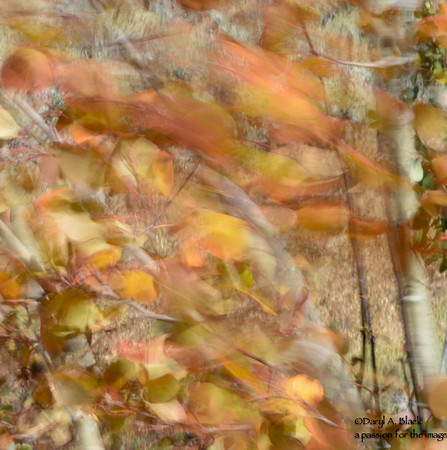 Still life - aspen leaves in wind 2