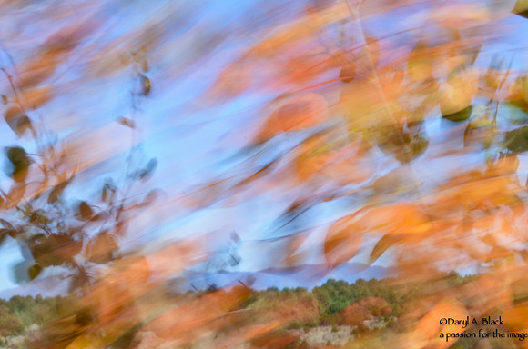 Still life - aspen leaves in wind 1