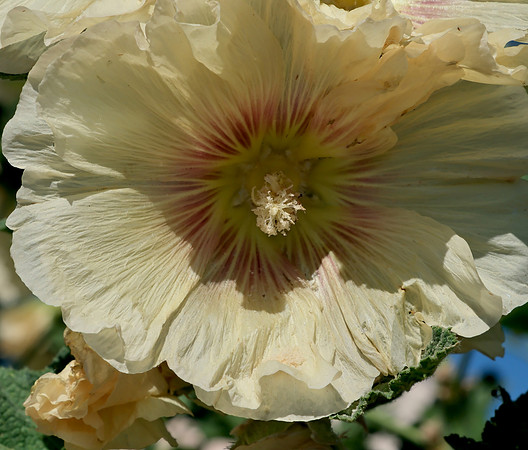 Hollyhocks 2  2025
