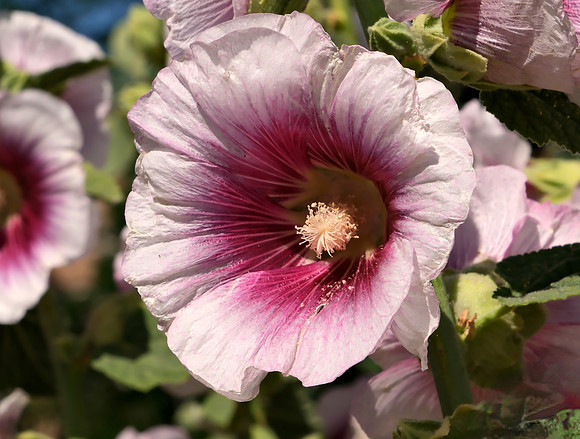 Hollyhocks 5 2025