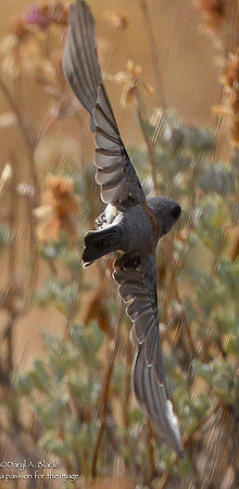 junco on edge