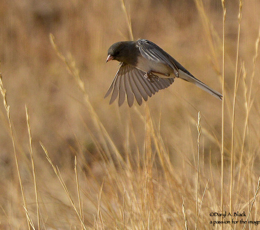 junco (Oregon)