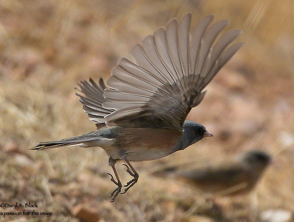 junco on the wing