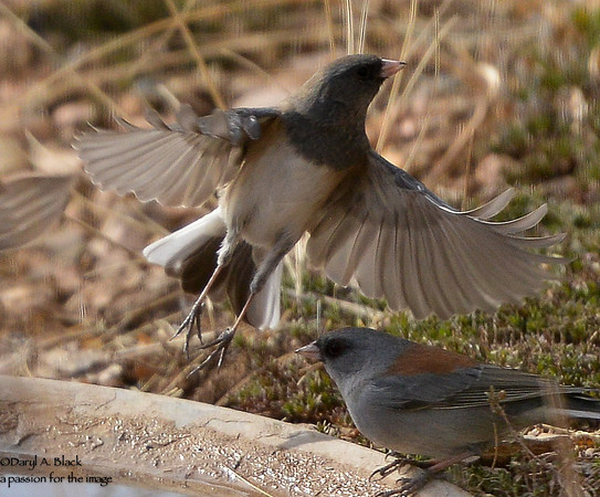 juncos (Oregon and dark eyed)