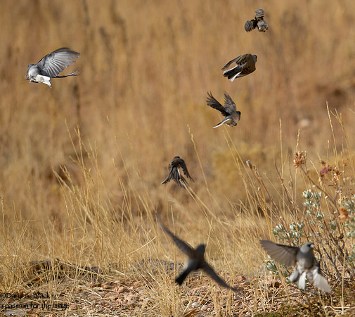 junco chaos