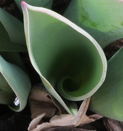 tulip foliage unfurling4