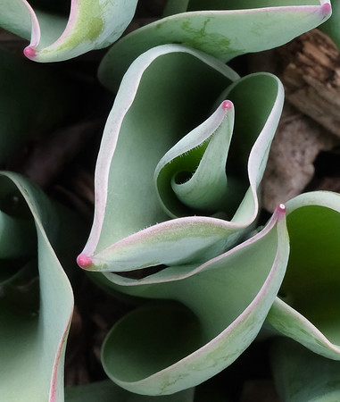 tullip foliage unfurling 3