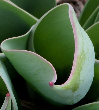 tulip foliage unfurling 5