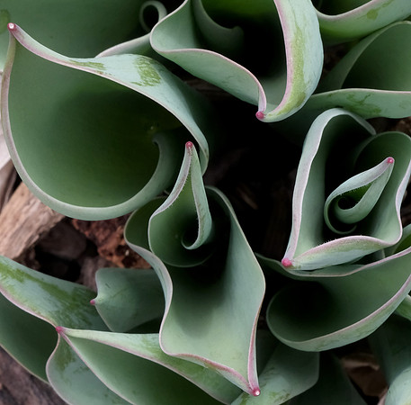 tulip foliage unfurling 2
