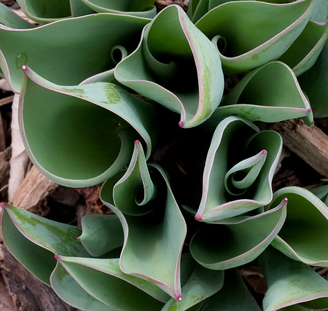 tulip foliage unfurling 1