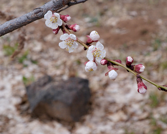 apricot blossoms 3 2024