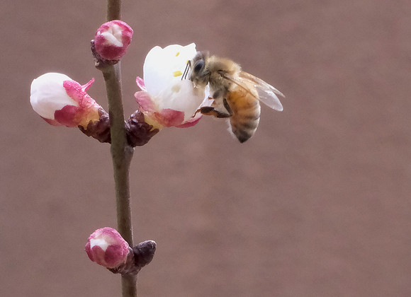 apricot blossoms and bee 2 2024
