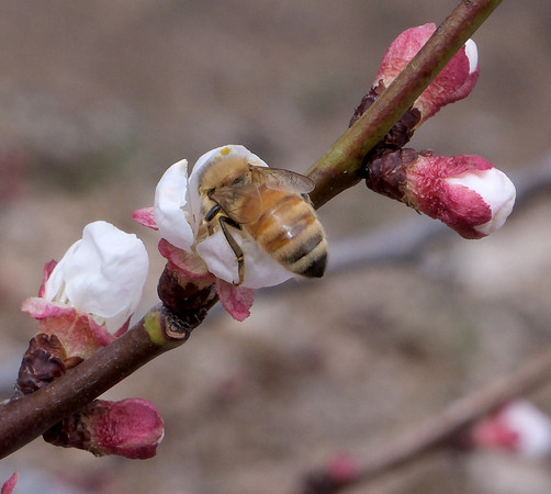 apricot blossoms and bee 4 2024