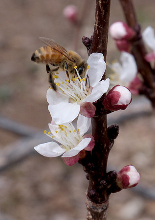 apricot blossoms and bee 3 2024