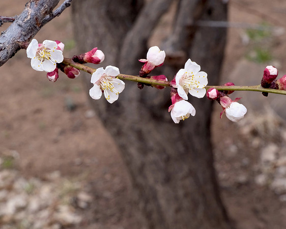 apricot blossoms 1 2024