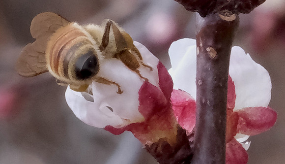 apricot blossoms and bee 1 2024