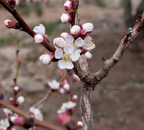 apricot blossoms 2 2024